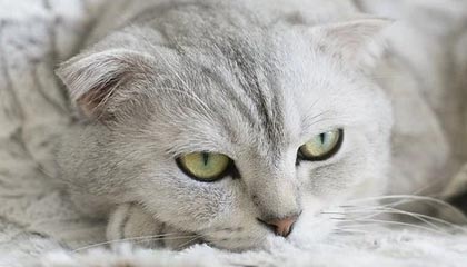 24小时看B站直播的软件：极致的观看体验与无限的乐趣